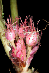 Trichodrymonia metamorphophylla