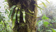 Pleopeltis polylepis