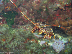 Spiny lobster