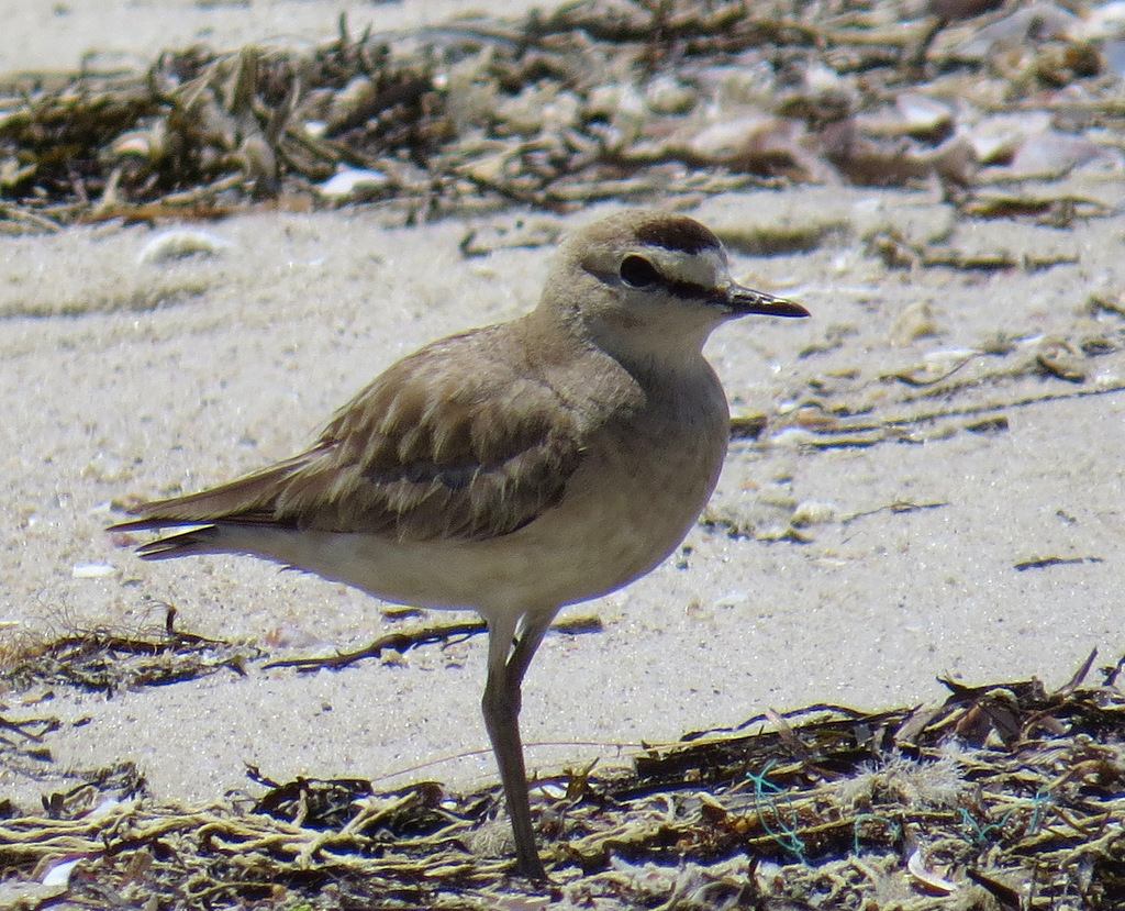 Mountain Plover