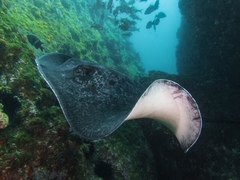 Black-Blotched Stingray photo 5