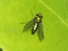 Condylostylus longicornis