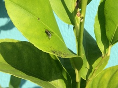 Condylostylus longicornis