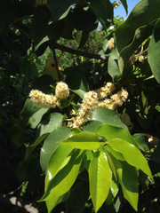 Prunus ilicifolia lyonii
