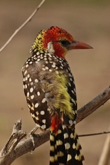 Trachyphonus erythrocephalus