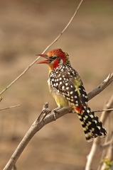 Trachyphonus erythrocephalus