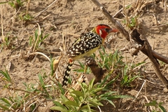 Trachyphonus erythrocephalus