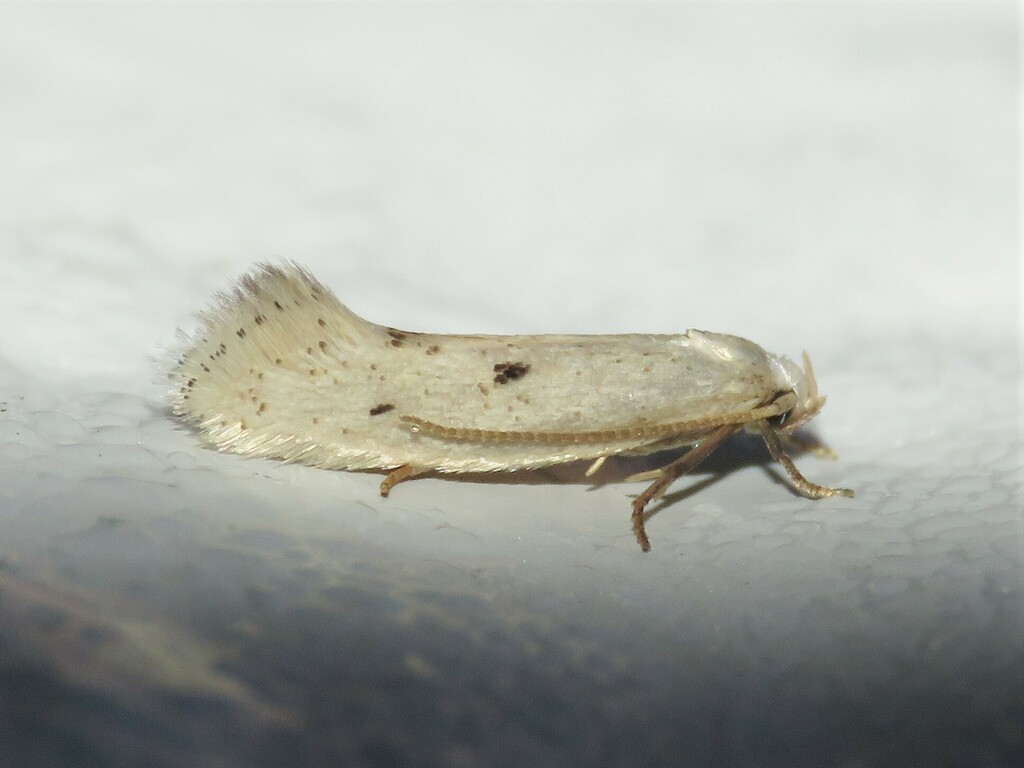 Elachista orestella