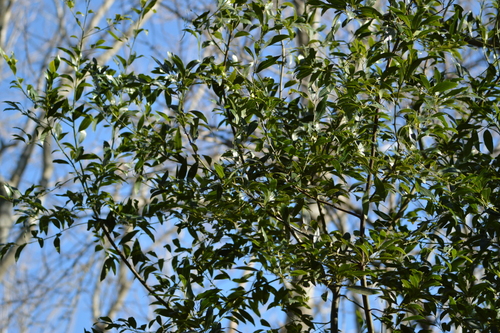 Image of Ocotea acutifolia by (c) Andrea Gantzer, some rights reserved (CC BY)