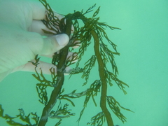 Carpophyllum plumosum