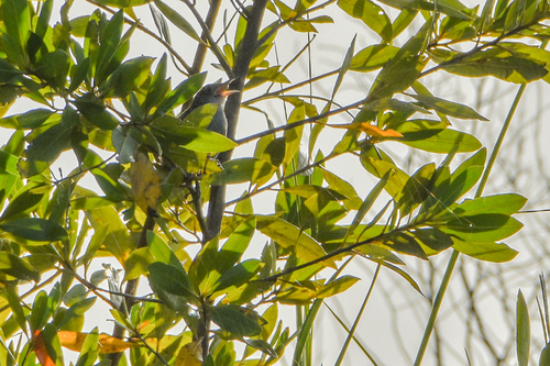 Zapata Wren (Ferminia cerverai), photo 9