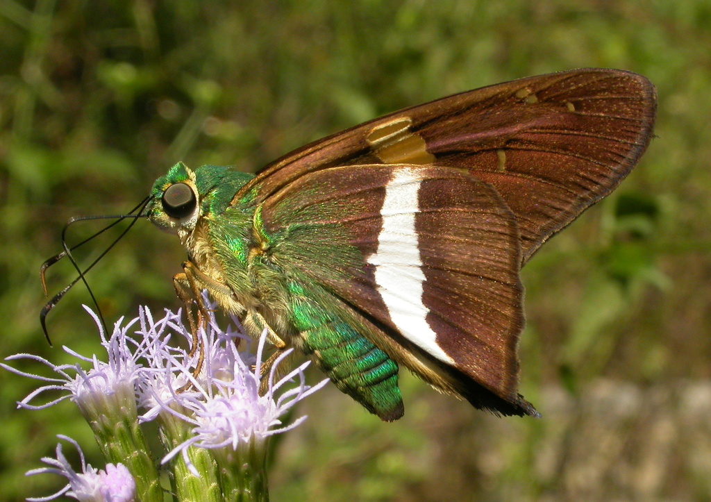 Emerald Aguna