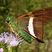 Emerald Aguna - Photo (c) Nick Block, some rights reserved (CC BY), uploaded by Nick Block