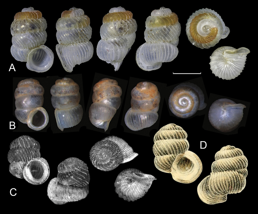 Sinoarinia