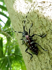 Anoplophora albopicta