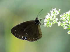 Euploea tulliolus koxinga