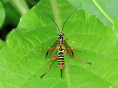 Echthromorpha