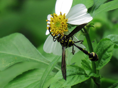 Phimenes flavopictus formosanus