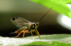 Echthromorpha