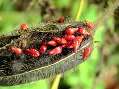 Dysdercus cingulatus
