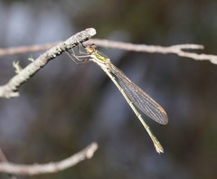 Austrolestes cingulatus