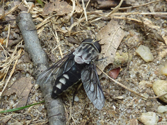 Tabanus trimaculatus