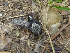 Tabanus trimaculatus