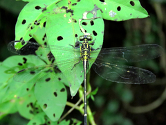 Leptogomphus sauteri