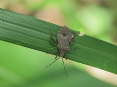 Acanthocoris scaber