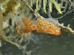 Sakuraeolis nungunoides