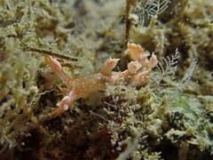Bornella stellifera