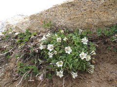 Gentiana newberryi