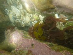 Spongites yendoi