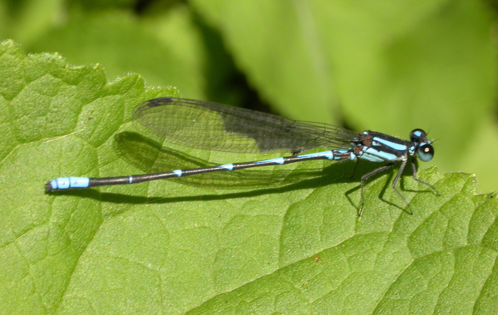 Argia oculata