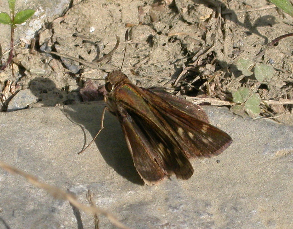 Pompeius Skipper