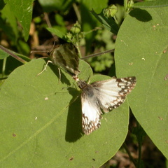 Heliopetes sublinea