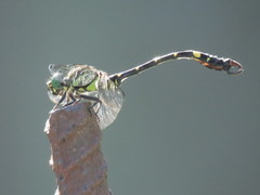 Lamelligomphus formosanus