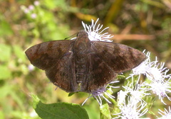 Pellicia arina