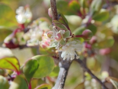 Stegnosperma halimifolium