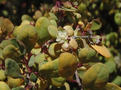 Stegnosperma halimifolium