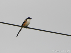 Lanius schach stresemanni