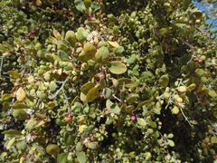 Stegnosperma halimifolium