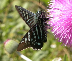 Phocides urania urania