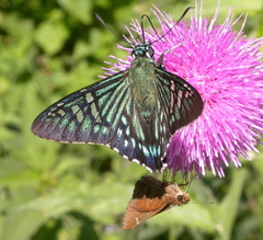 Phocides urania urania