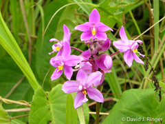 Spathoglottis