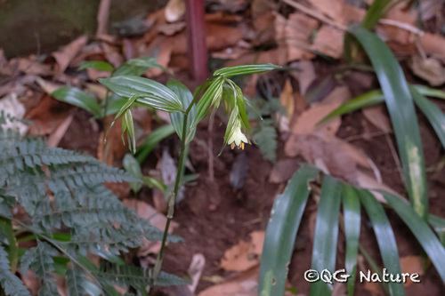 Disporum longistylum, photograph 2