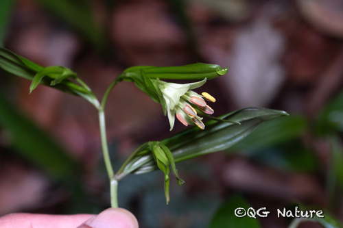 Disporum longistylum