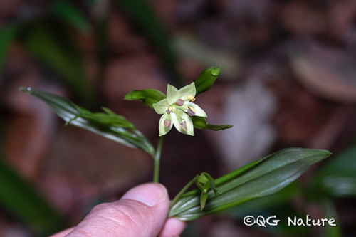 Disporum longistylum, photograph 1