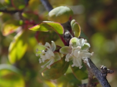 Stegnosperma halimifolium