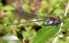 Argia cuprea